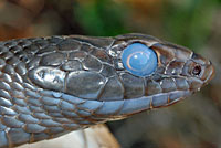 Eastern Coachwhip