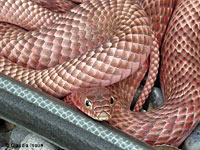 Western Coachwhip