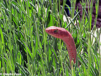 Western Coachwhip