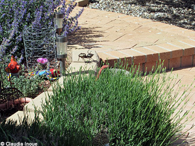 Western Coachwhip