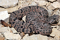 Mottled Rock Rattlesnake 