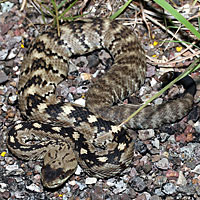 Black-tailed Rattlesnake 