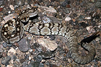 Black-tailed Rattlesnake 