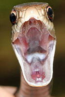 Brown-chinned Racer