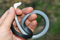 Brown-chinned Racer