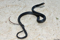 Brown-chinned Racer