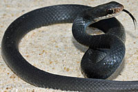 Brown-chinned Racer