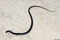 Brown-chinned Racer