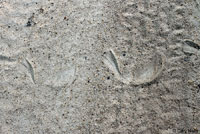 Brown-chinned Racer tracks