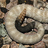 Black-tailed Rattlesnake 