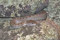 Western Twin-spotted Rattlesnake