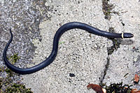 Northern Ring-necked Snake