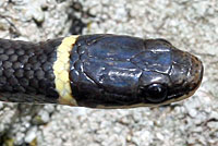 Northern Ring-necked Snake