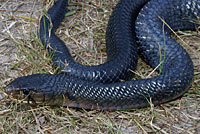 Texas Indigo Snake