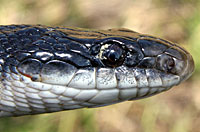 Texas Ratsnake