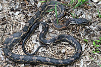 Texas Ratsnake