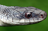 Texas Ratsnake