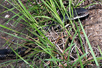 Texas Ratsnake