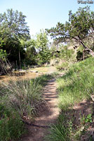 Texas Ratsnake habitat