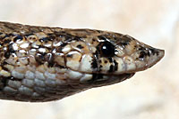 Chihuahuan Hook-nosed Snake