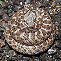 Texas Nightsnake 