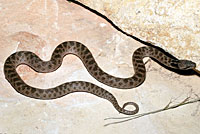 Texas Nightsnake 