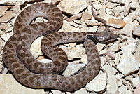 Texas Nightsnake 