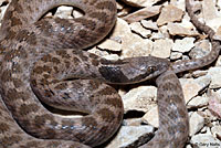 Texas Nightsnake 