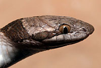 Texas Nightsnake 