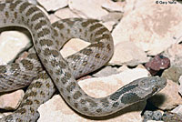 Texas Nightsnake 