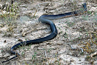 Texas Indigo Snake