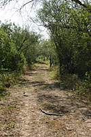 Texas Indigo Snake