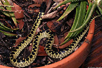 Desert Kingsnake