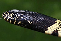 Desert Kingsnake