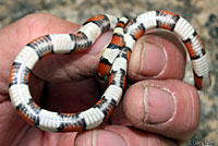 Central Plains Milksnake 