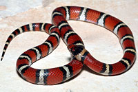 Milksnake