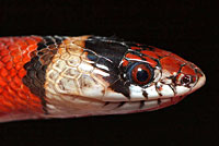 Milksnake