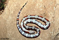 Milksnake