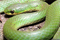 Smooth Greensnake