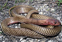 Western Coachwhip