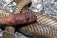 Western Coachwhip