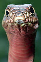 Western Coachwhip