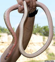 Western Coachwhip