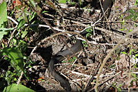 Plain-bellied Watersnake