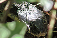 Plain-bellied Watersnake