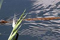 Northern Diamond-backed Watersnake