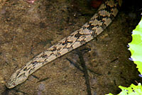 Northern Diamond-backed Watersnake