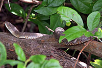 Northern Watersnake