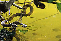 Northern Watersnake