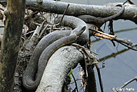 Northern Watersnake